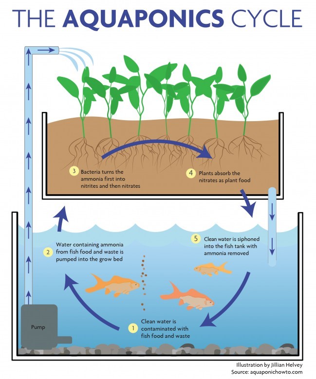 Aquaponics 2Bcycle 2Bgraphic